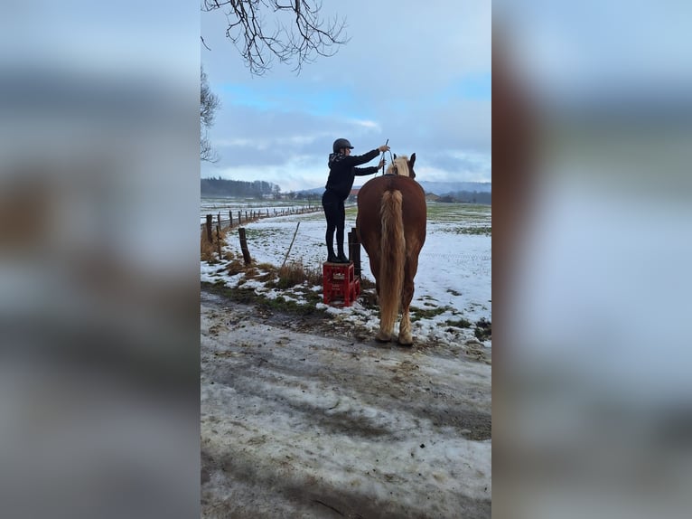 South German Coldblood Gelding 8 years 18.1 hh Chestnut-Red in Sinntal