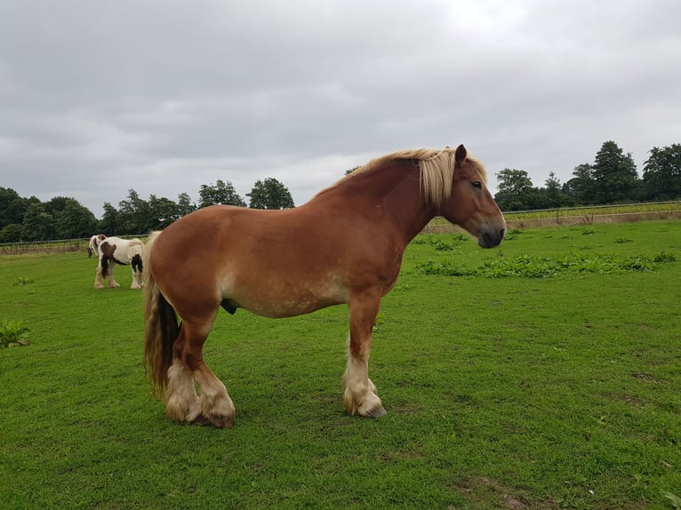 South German Coldblood Gelding 9 years 16 hh Chestnut-Red in Haren