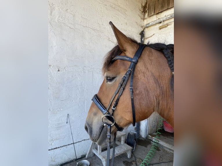 South German Coldblood Mare 10 years 15.1 hh Bay-Dark in Eurasburg