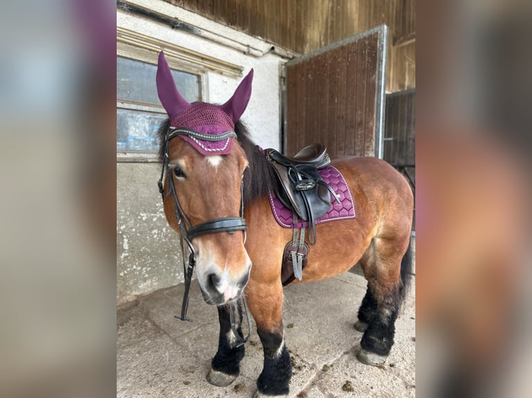 South German Coldblood Mare 10 years 15.1 hh Bay-Dark in Eurasburg