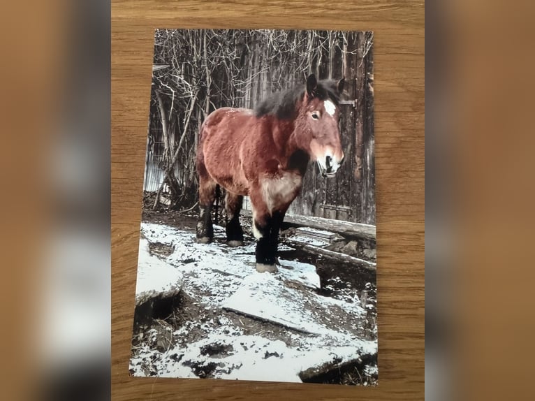 South German Coldblood Mare 10 years 15.1 hh Bay-Dark in Eurasburg