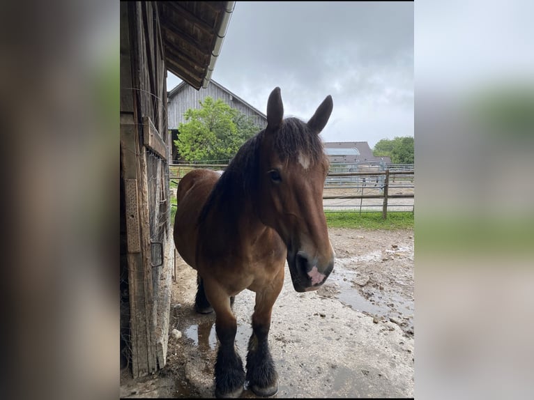 South German Coldblood Mare 10 years 15.1 hh Bay-Dark in Eurasburg