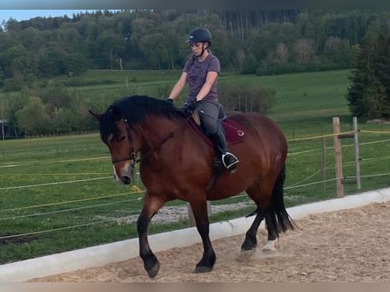 South German Coldblood Mare 10 years 16 hh Brown in Inning am Ammersee