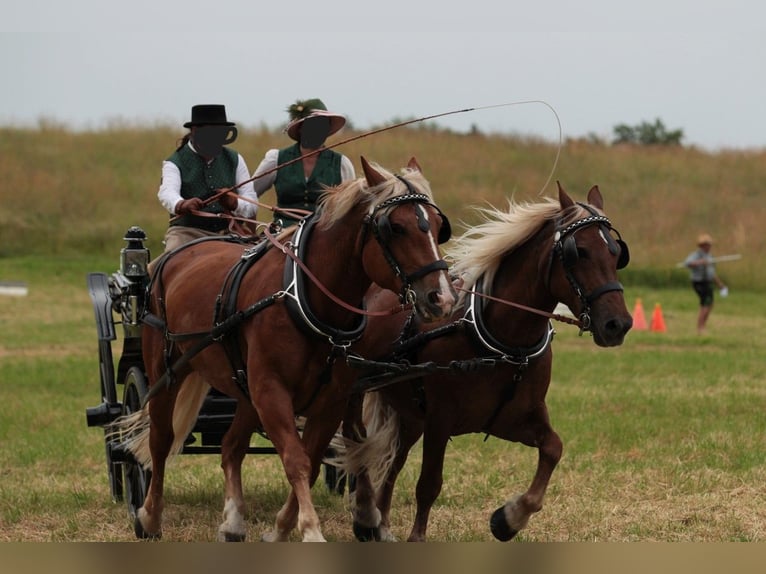 South German Coldblood Mare 10 years 16 hh Chestnut in Kipfenberg