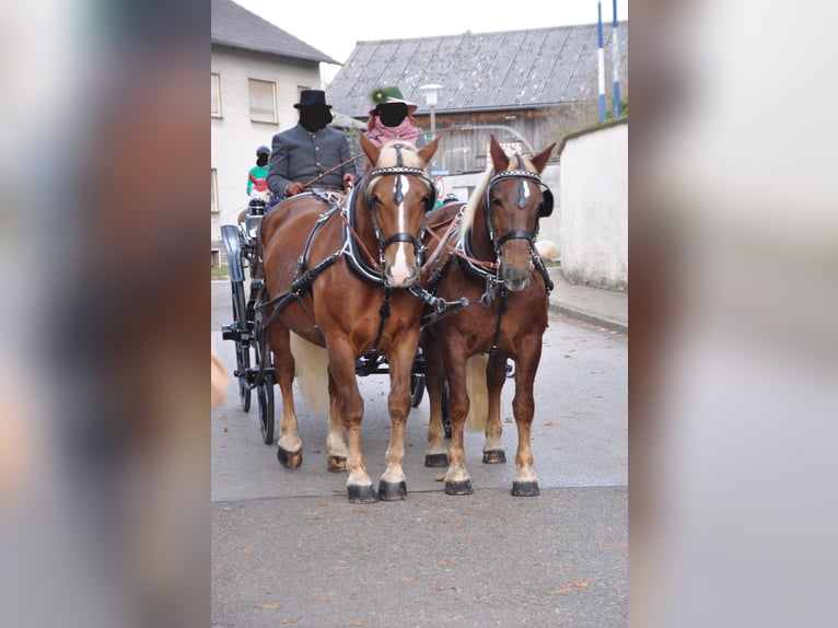 South German Coldblood Mare 10 years 16 hh Chestnut in Kipfenberg