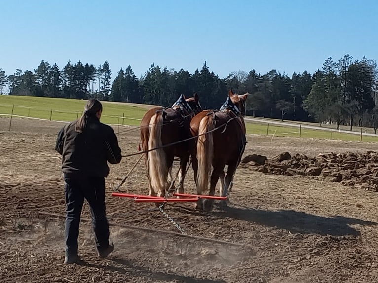 South German Coldblood Mare 10 years 16 hh Chestnut in Kipfenberg