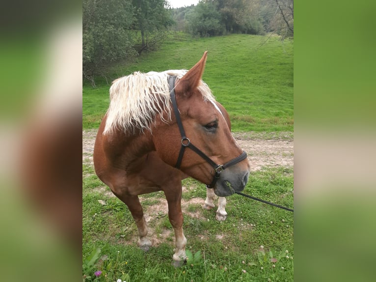 South German Coldblood Mare 10 years 16 hh Chestnut in Struth-Helmershof