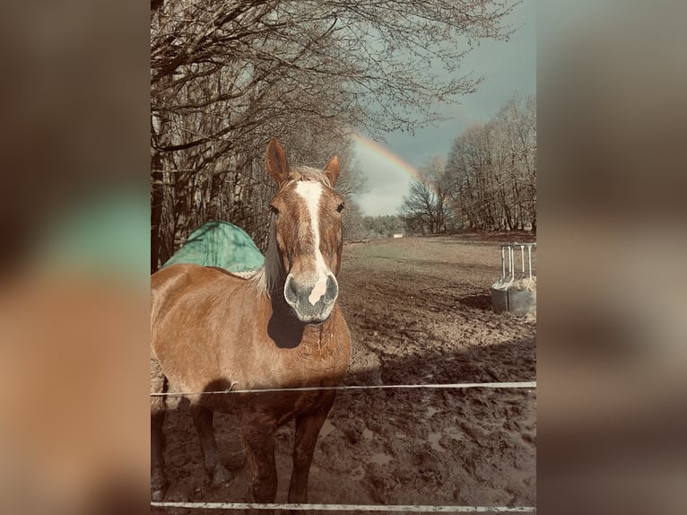 South German Coldblood Mare 10 years 16 hh Chestnut in Struth-Helmershof