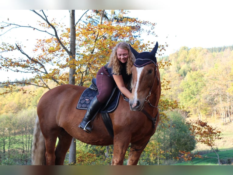 South German Coldblood Mare 10 years 16 hh Chestnut in Struth-Helmershof
