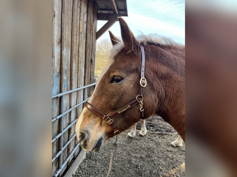 South German Coldblood Mare 10 years 16 hh Chestnut in Struth-Helmershof
