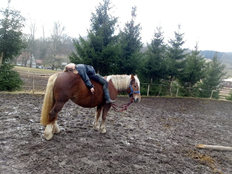 South German Coldblood Mare 10 years 16 hh Chestnut in Struth-Helmershof