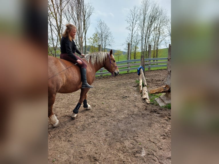 South German Coldblood Mare 10 years 16 hh Chestnut in Struth-Helmershof
