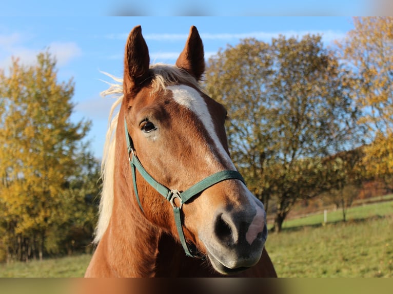 South German Coldblood Mare 10 years 16 hh Chestnut in Struth-Helmershof