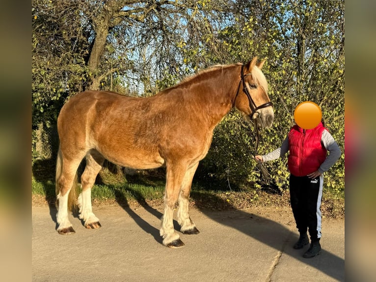 South German Coldblood Mare 11 years 15,2 hh Chestnut-Red in Gleina