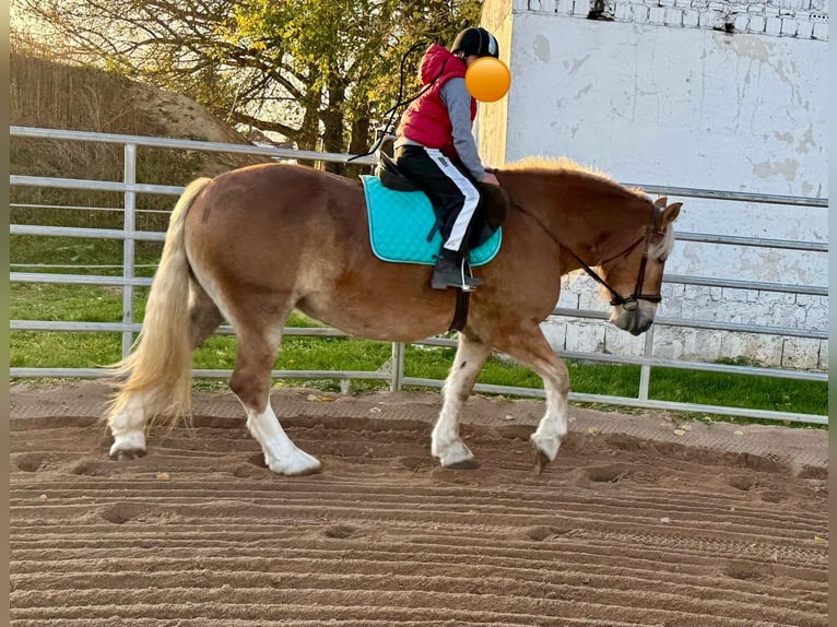 South German Coldblood Mare 11 years 15,2 hh Chestnut-Red in Gleina