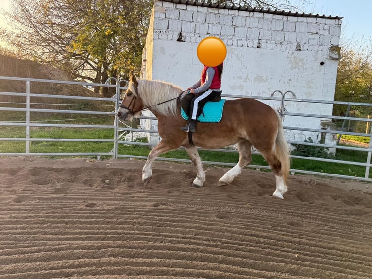 South German Coldblood Mare 11 years 15,2 hh Chestnut-Red in Gleina