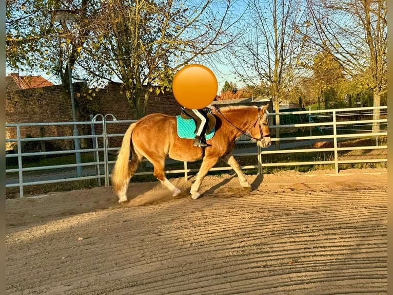 South German Coldblood Mare 11 years 15,2 hh Chestnut-Red in Gleina