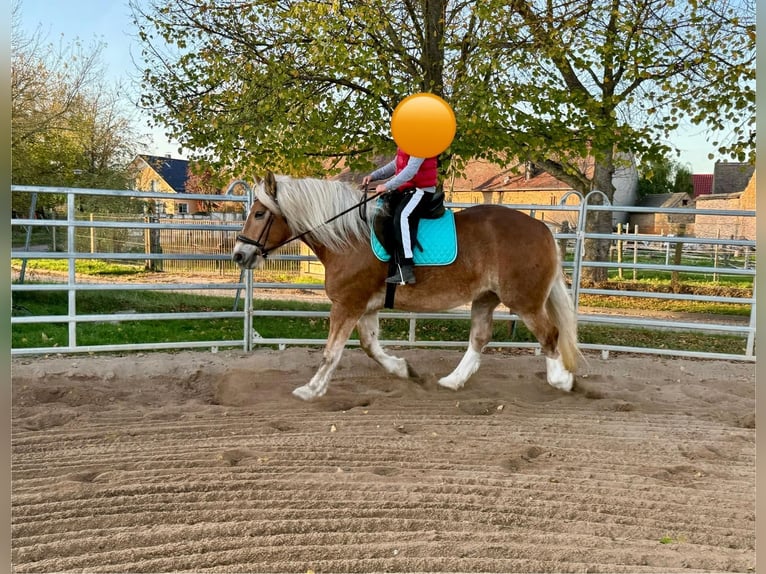 South German Coldblood Mare 11 years 15,2 hh Chestnut-Red in Gleina