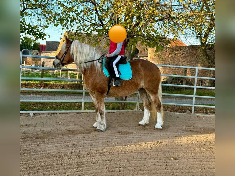 South German Coldblood Mare 11 years 15,2 hh Chestnut-Red in Gleina