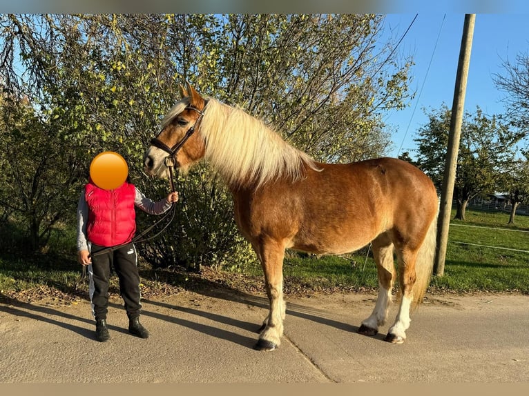 South German Coldblood Mare 11 years 15,2 hh Chestnut-Red in Gleina