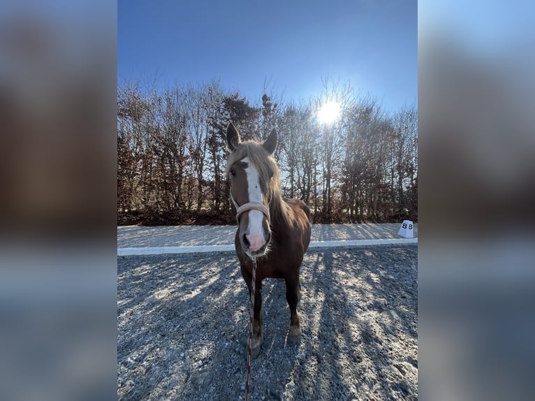 South German Coldblood Mare 11 years 15,3 hh Chestnut-Red in Pfullendorf