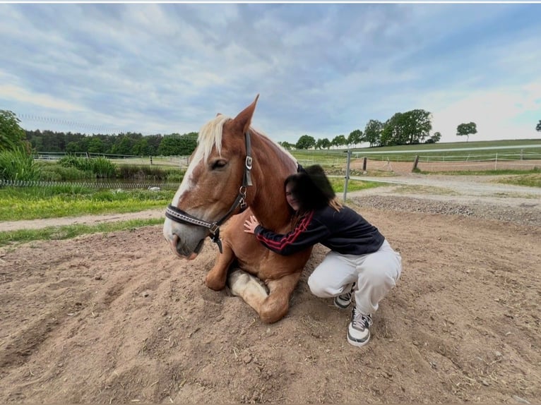 South German Coldblood Mare 11 years 16.2 hh Chestnut-Red in Schwarzenbach
