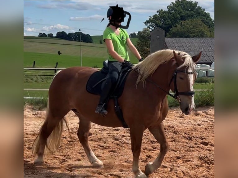 South German Coldblood Mare 11 years 16.2 hh Chestnut-Red in Schwarzenbach