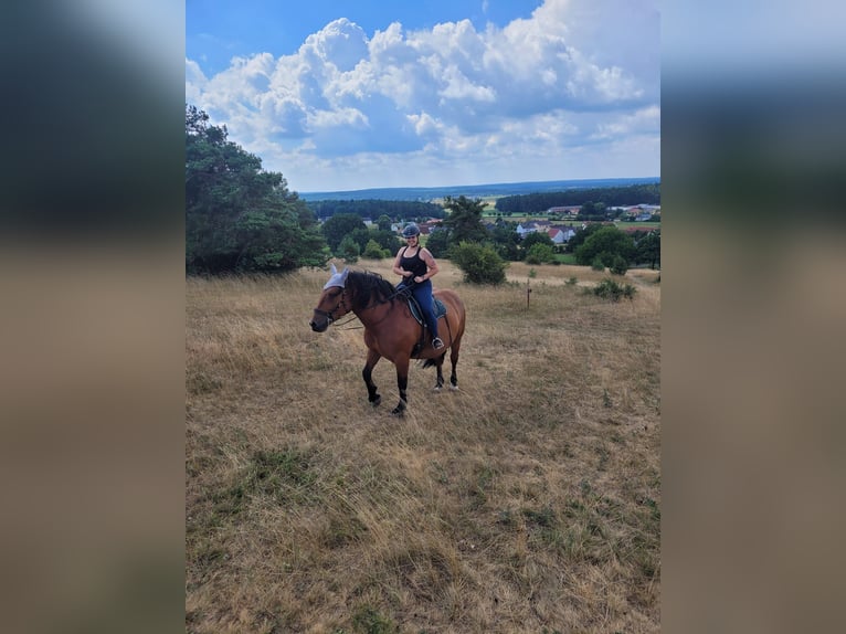 South German Coldblood Mare 13 years 15,3 hh Brown in Haigerloch