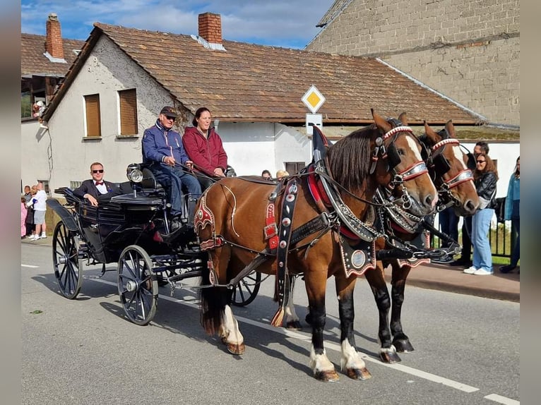 South German Coldblood Mare 13 years in Bensheim