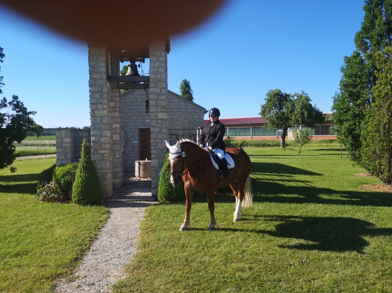 South German Coldblood Mare 14 years 16,1 hh Chestnut in Bremerhaven