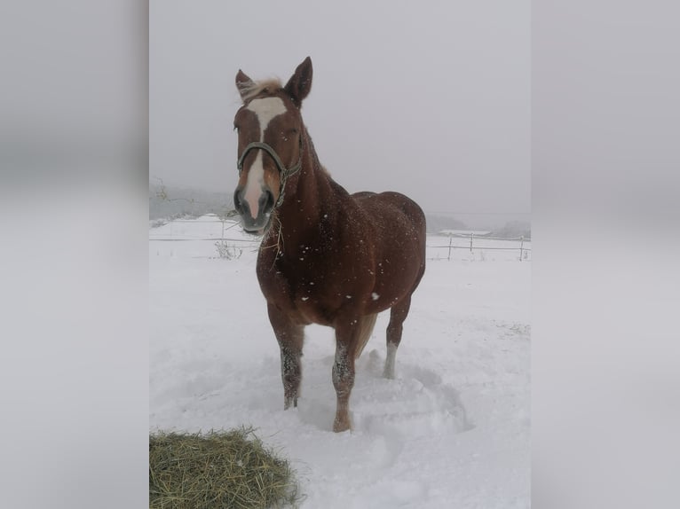 South German Coldblood Mare 14 years 16,1 hh Chestnut in Bremerhaven