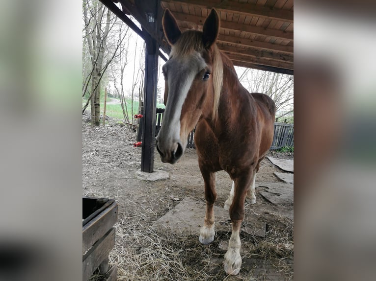 South German Coldblood Mare 14 years 16,2 hh Chestnut-Red in Fridolfing