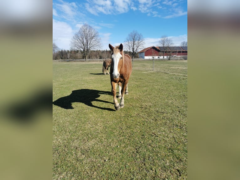 South German Coldblood Mare 14 years 16,2 hh Chestnut-Red in Fridolfing