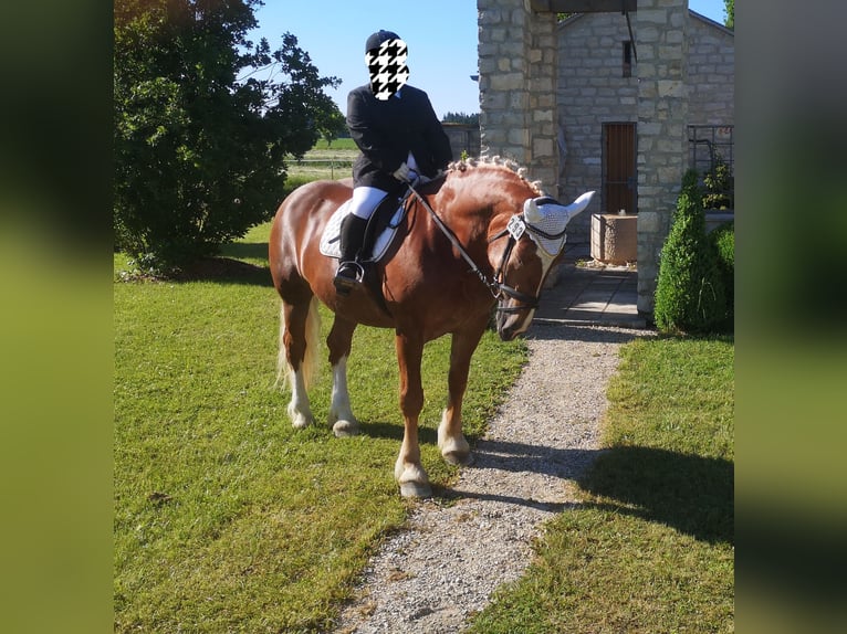 South German Coldblood Mare 14 years 16 hh Chestnut in Bergheim