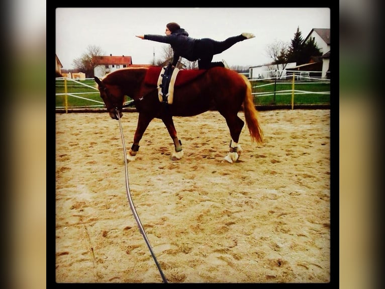 South German Coldblood Mare 14 years 16 hh Chestnut in Bergheim