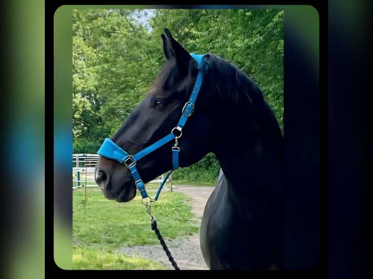 South German Coldblood Mare 14 years Smoky-Black in Graz