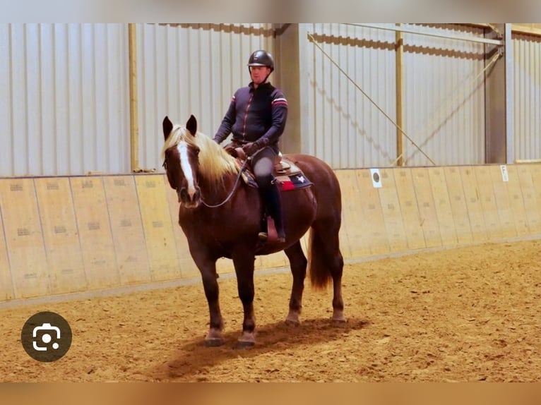 South German Coldblood Mare 15 years 16 hh Chestnut in Kreuztal