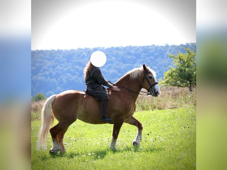South German Coldblood Mare 15 years 16 hh Chestnut-Red in Aura an der Saale