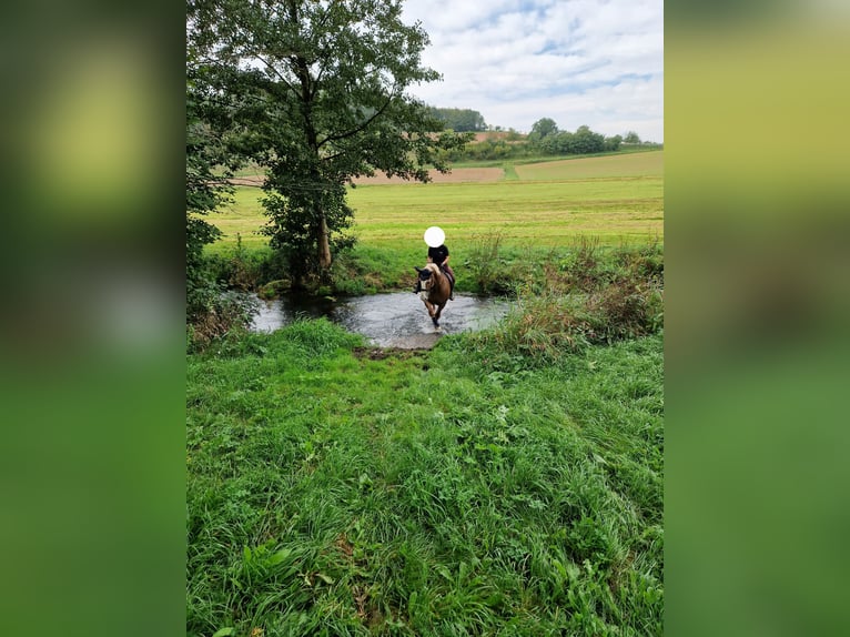 South German Coldblood Mare 15 years 16 hh Chestnut-Red in Aura an der Saale