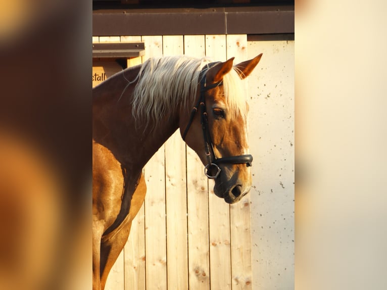 South German Coldblood Mare 16 years 15,1 hh Chestnut-Red in Kirchbichl