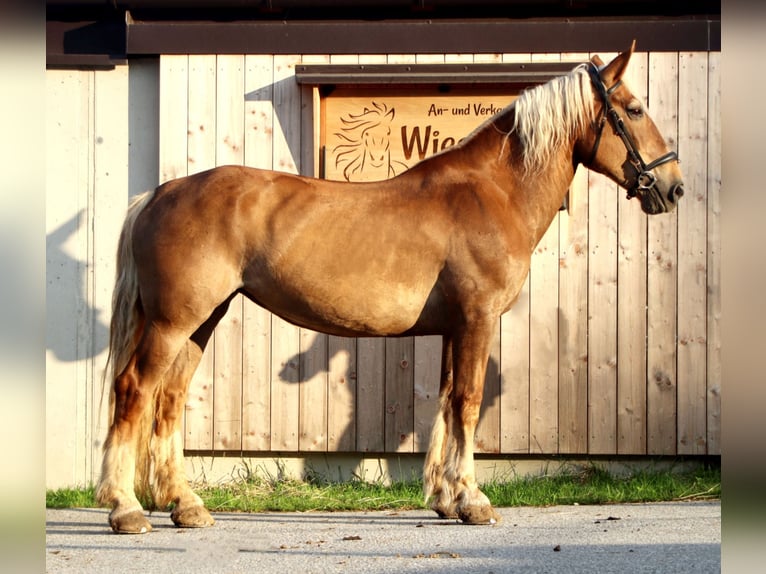 South German Coldblood Mare 16 years 15,1 hh Chestnut-Red in Kirchbichl