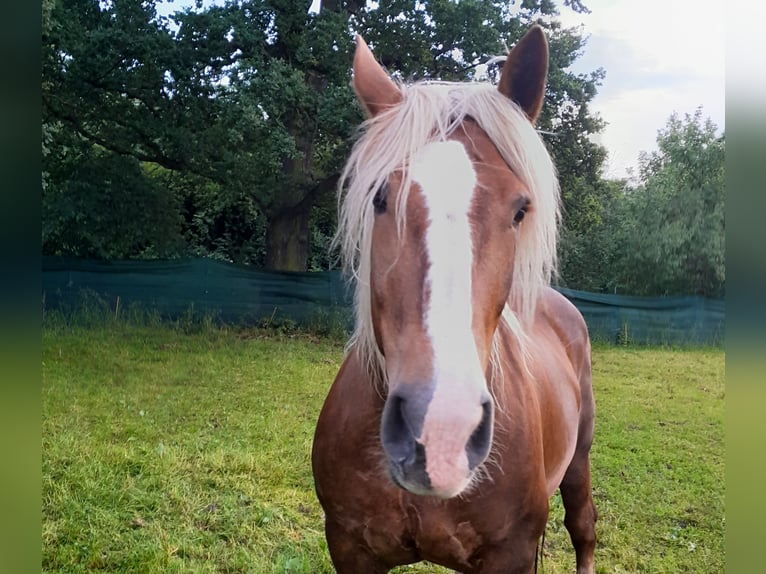 South German Coldblood Mare 16 years 16 hh Chestnut in Großpösna
