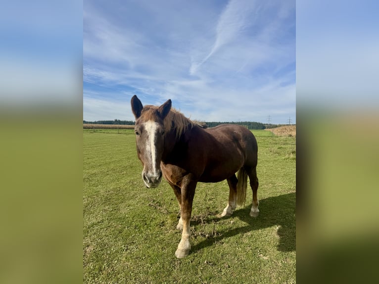 South German Coldblood Mare 16 years 17,1 hh Chestnut-Red in Weng im Innkreis