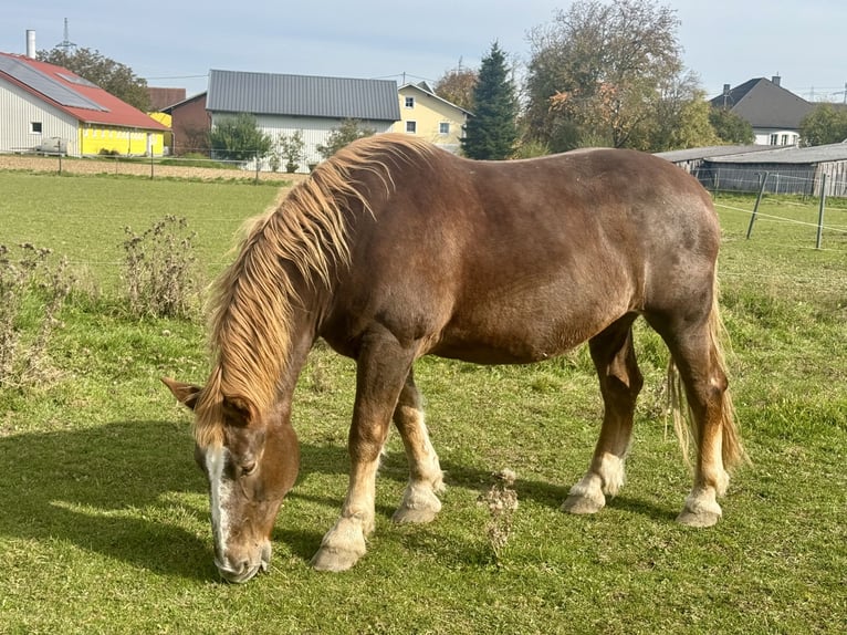 South German Coldblood Mare 16 years 17,1 hh Chestnut-Red in Weng im Innkreis
