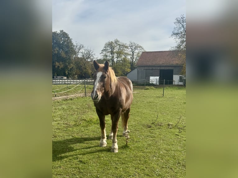 South German Coldblood Mare 16 years 17,1 hh Chestnut-Red in Weng im Innkreis