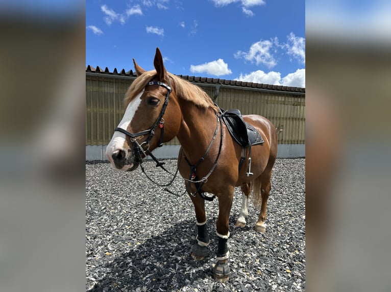 South German Coldblood Mare 17 years 15,2 hh Chestnut in Tiefenbronn