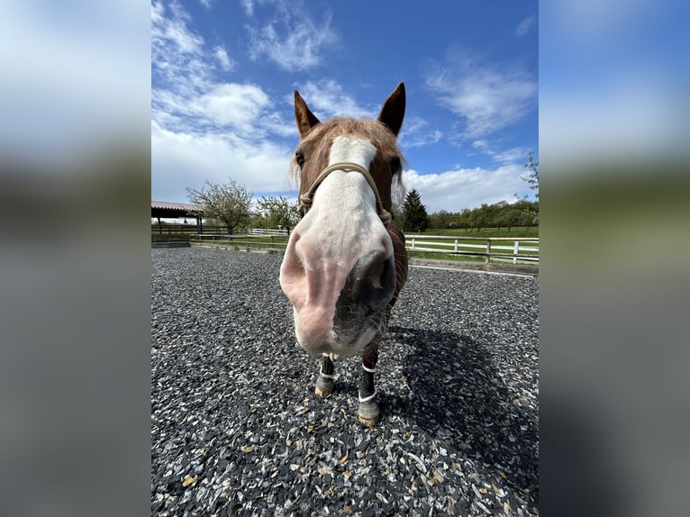 South German Coldblood Mare 17 years 15,2 hh Chestnut in Tiefenbronn