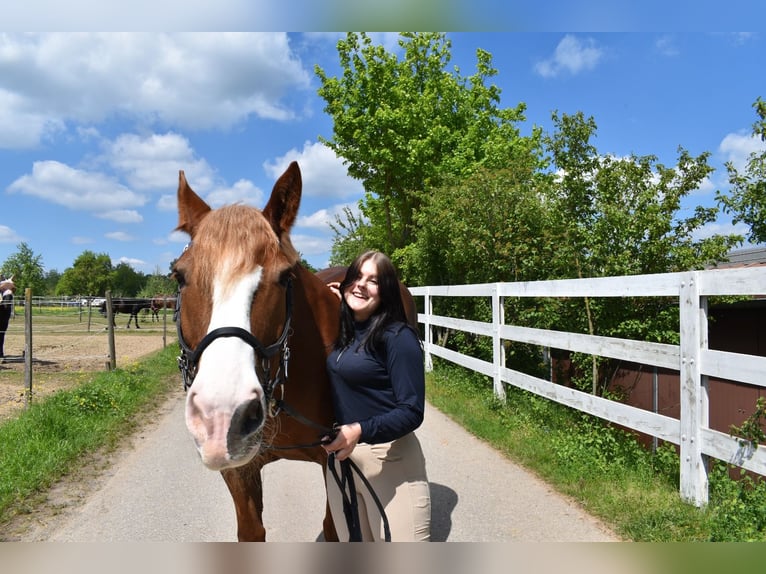 South German Coldblood Mare 17 years 15,2 hh Chestnut in Tiefenbronn