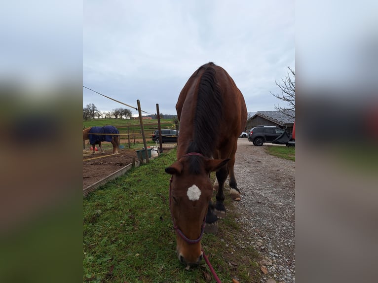 South German Coldblood Mare 18 years 16 hh Brown in Reutlingen