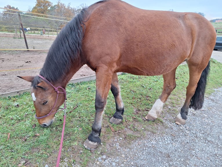 South German Coldblood Mare 18 years 16 hh Brown in Reutlingen